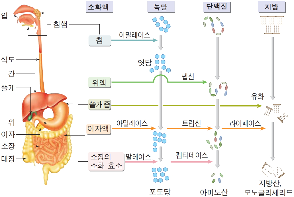 당뇨병 발병 과정과 대사증후군 원인, 증상, 관리법 2 인체 소화계 구조 다이어그램
