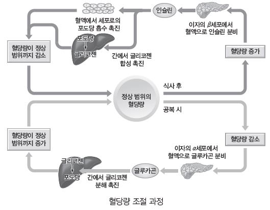 당뇨병 발병 과정과 대사증후군 원인, 증상, 관리법 3 인슐린 작용 메커니즘